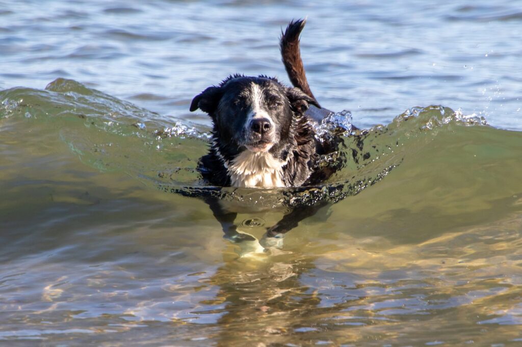 Dog-friendly Beaches In Oak Bay