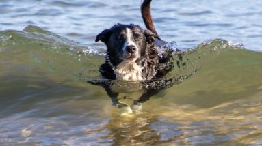 dog friendly beaches in oak bay 3