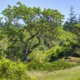 oak bay nature walks